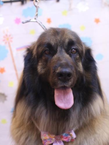 20240506シェリーちゃん